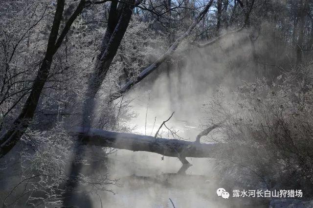 美人鱼生日会